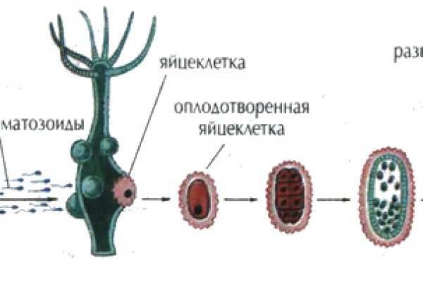 Кракен открылся