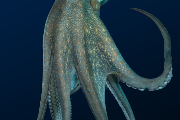 Kraken12 at сайт