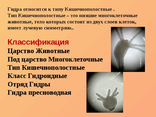 Зайти на кракен без тора